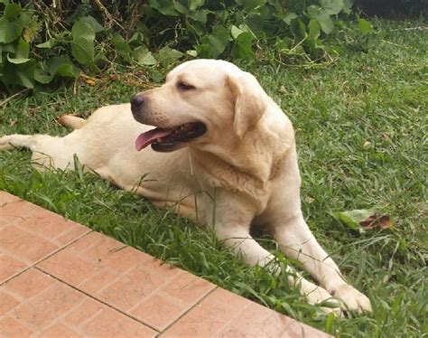 Chien Labrador Retriever Gomette De La Maison Des Chiots Sans Affixe