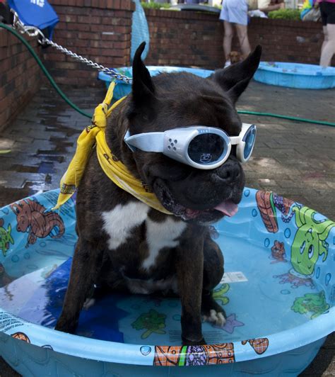 Free Images : street, cute, canine, summer, pool, pet, swimming, parade, bandana, wading, fun ...