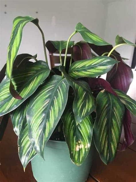 Calathea Beauty Star Care Guide Garden For Indoor