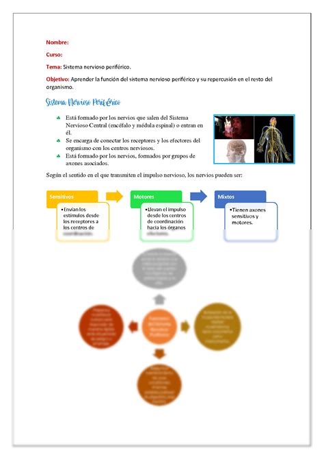 Solution Sistema Nervioso Perif Rico Resumen Mapas Conceptuales