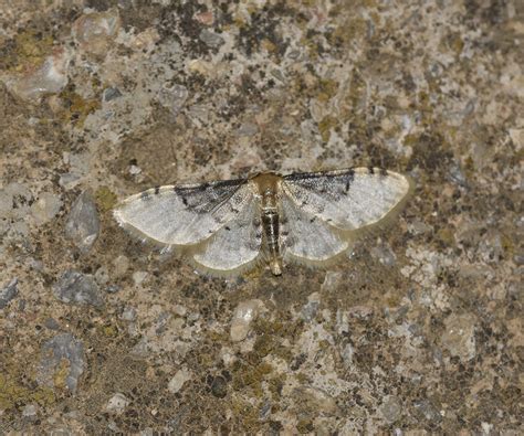 Idaea Filicata Geometridae Butterflies Of Crete