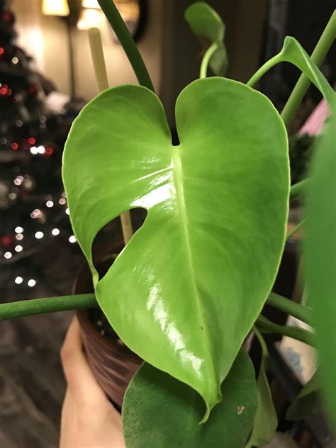 This is my first fenestrated leaf! : r/Monstera