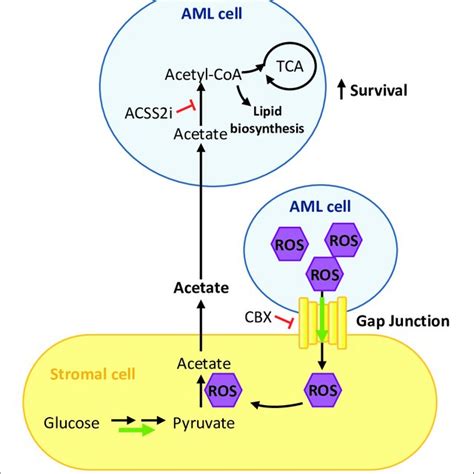 Schematic Summary Of Our Findings Aml Cells Present High Levels Of Ros