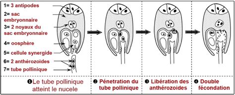 Cours 6 3 La reproduction sexuée des angiospermes Partie 3 AlloSchool