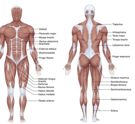 HSC 450 Textbook Chapter 1 Structure And Function Of Body Systems