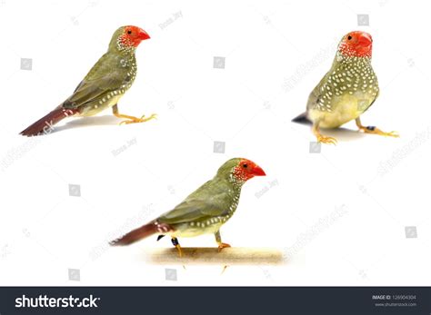 329 Star Finch Images, Stock Photos & Vectors | Shutterstock