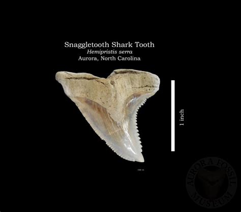 Shark Tooth Identification | Aurora Fossil Museum