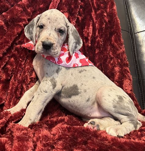 Akc Blue Merle Female Great Dane Great Dane Puppies For Sale In