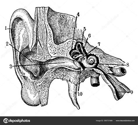 Schema Met Anatomie Van Uitwendig Inwendig Oor Vintage Lijntekening