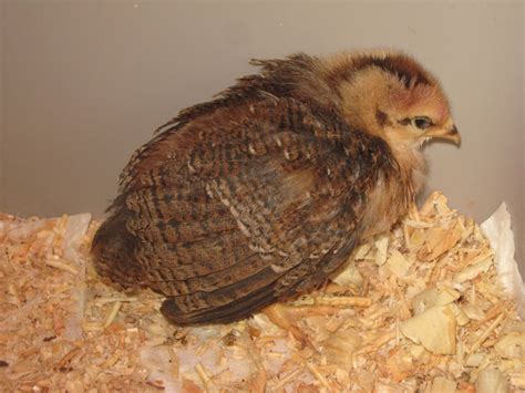 Sick Baby Chick Backyard Chickens Learn How To Raise Chickens