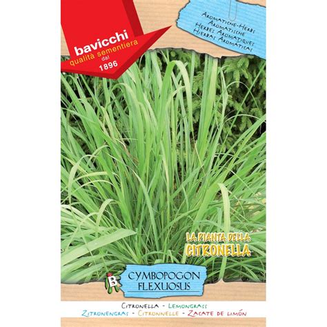 How To Plant Citronella Grass Seeds Informacionpublicasvetgobgt