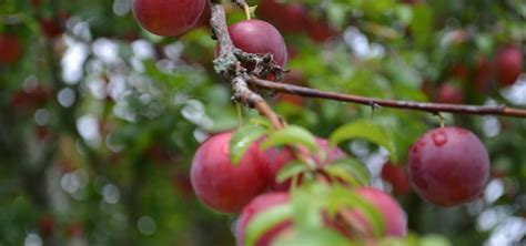 Betreed De Magische Wereld Van Voedselbossen En Begin Je Eigen Avontuur