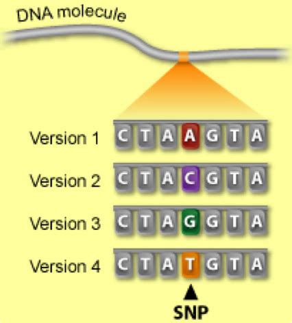 Genetics Ch 5 Flashcards Quizlet