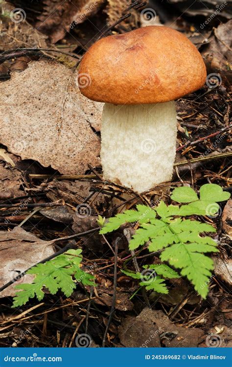 Hongos Que Crecen En El Bosque Foto De Archivo Imagen De Bosque