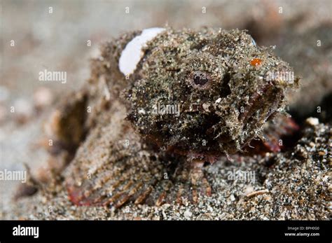 Flasher Scorpionfish Lembeh Strait Sulawesi Indonesia Stock Photo