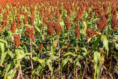 How To Grow Sorghum 8 Simple Steps TopBackyards