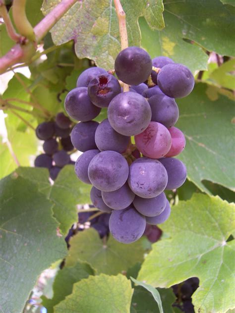 Photo De Grappe De Raisin Framboise Education Environnement Nature