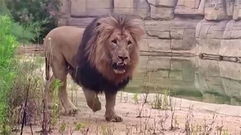 Covid 19 Four Lions At Barcelona Zoo Test Positive For Coronavirus