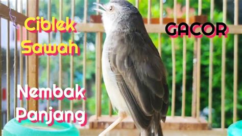 Suara Pancingan Ciblek Gacor Ini Paling Cocok Buat Ombyokan Anda Youtube