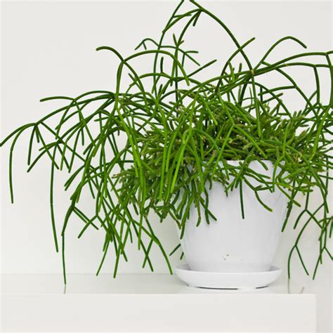 Rhipsalis Jungle Cactus Garden Express