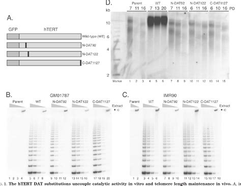 Figure 1 From Human Telomerase Reverse Transcriptase Motifs Required