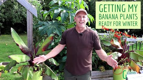 Getting My Banana Plants Ready For Winter Youtube