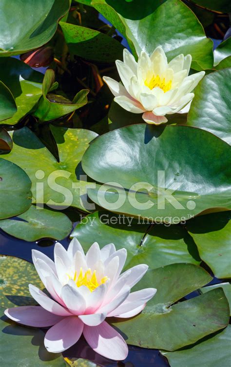 Pink Water Lily Stock Photo | Royalty-Free | FreeImages