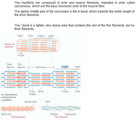 What Is Sarcomeres