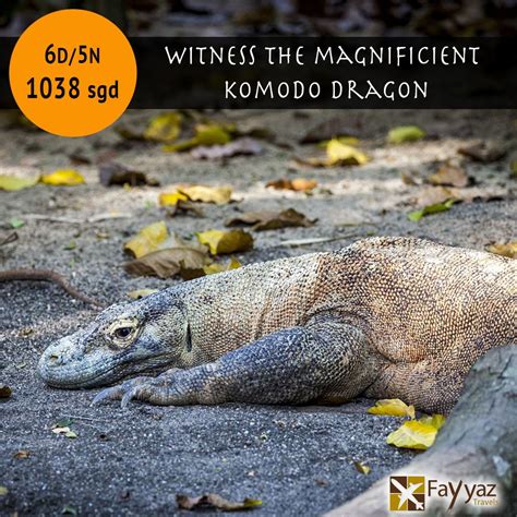 Witness The Magnificent Komodo Dragon In Action Enjoy This Exclusive