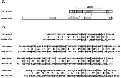 Identification Of The Human Sequence Homologue Of The DmStaufen Gene