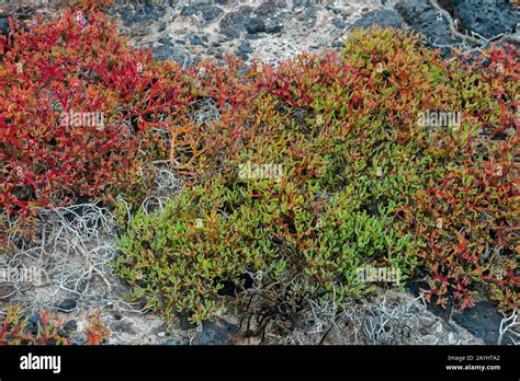 Plantas Endemicas De Ecuador Fotografías E Imágenes De Alta Resolución