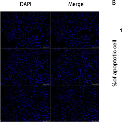 Fermented Cs Attenuated The Apoptosis Of Hk 2 Cells Under Hg Download Scientific Diagram