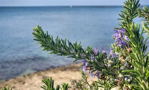 Rosemary Flower Meaning Symbolism And Colors Pansy Maiden