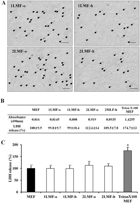 Cytotoxicity Determination Of MEF Cells After LMF A Liposomal