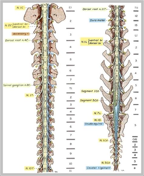 Spine And Nerves Illustrations Image Anatomy System Human Body