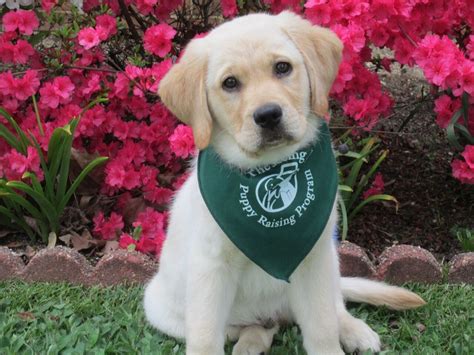 The Seeing Eye Seeks Volunteer Puppy Raisers