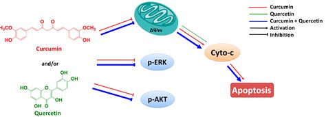 Molecules Free Full Text Combinational Treatment Of Curcumin And