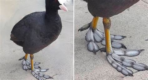 La Foulque Macroule Un Oiseau Incroyable Avec Des Pattes Qui