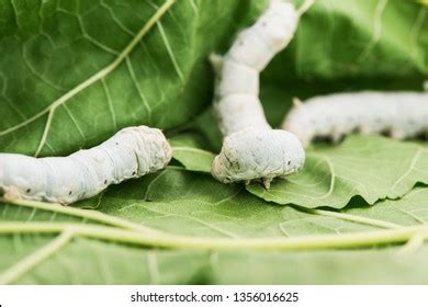 Silkworm Images Stock Photos Vectors Shutterstock