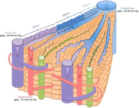 Vascular Patterning Sets The Stage For Macro And Micro Hepatic