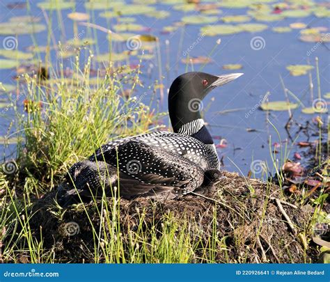 Common Loon Photo Loon With One Day Baby Chick Under Her Feather Wings