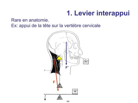 Cours Leviers Anatomie PPT