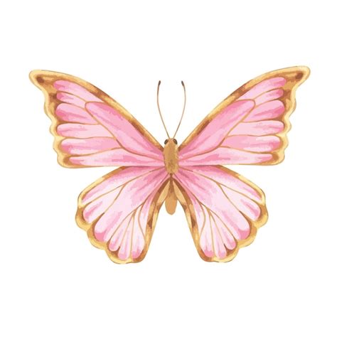 Premium Vector | Butterfly Vector illustration Hand drawn graphic clip ...