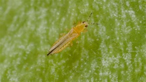 Western Flower Thrips Pest Control And Treatment Bayer Crop Science