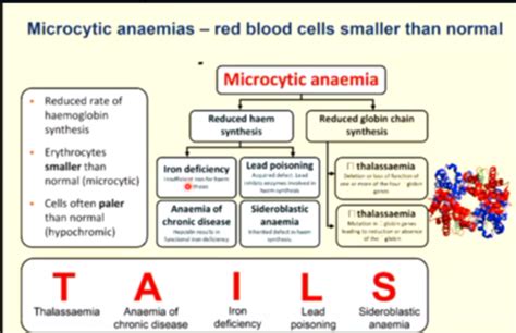 Erythropoiesis And Microcytic Anemia Flashcards Quizlet