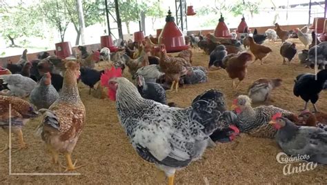 Cómo ubicar correctamente un galpón para gallinas