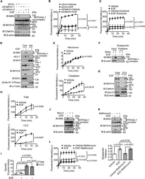 Endocytic Activation And Exosomal Secretion Of Matriptase Stimulate The