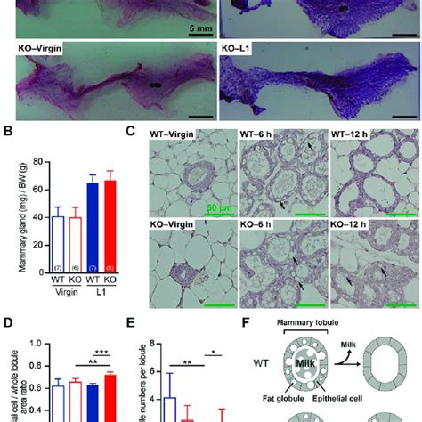 Histological Analysis Of The Mammary Glands From Virgin And Lactating