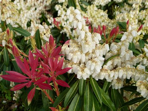 Pieris 'Forest Flame' - Plant ID @ HCP