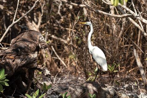 Grand H Ron Blanc Ardea Alba Mexique Photo Premium